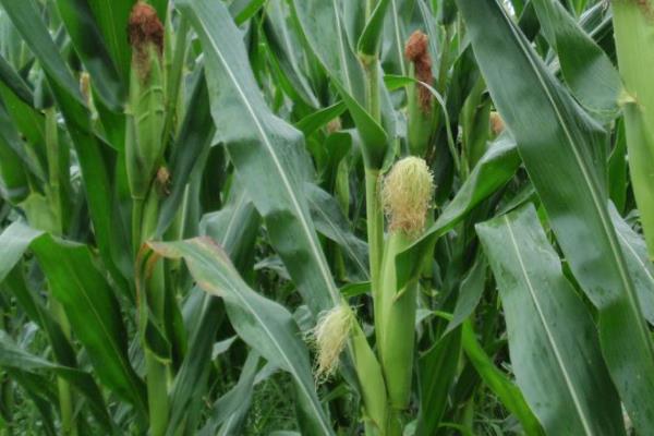 金奥67玉米种子特征特性，生育期106天左右