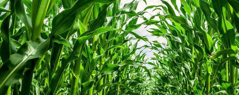 L899玉米种子简介，适宜密度为4000株/亩左右