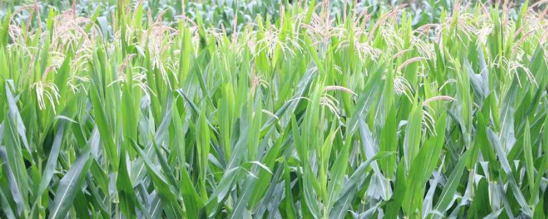 郑单9301玉米种子简介，普通夏玉米品种