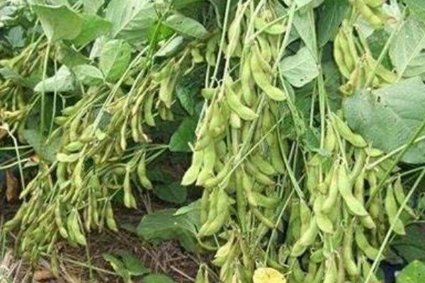 中豆100大豆种子特点，生育期99.9天