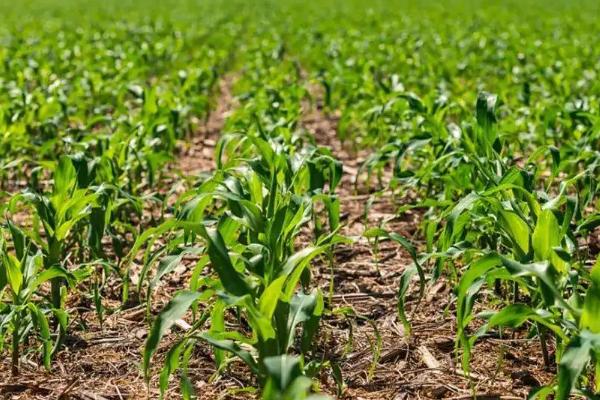 正达1920玉米种子简介，中抗茎腐病