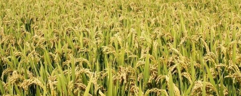 花优7685水稻种子介绍，综合防治病虫害