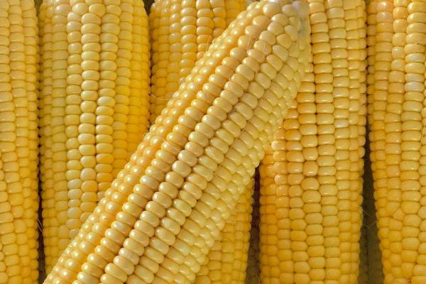 正达1920玉米种子简介，中抗茎腐病