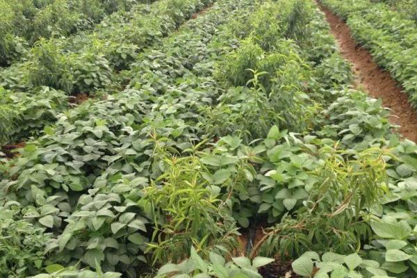品豆28大豆种子简介，播种深度3～4厘米