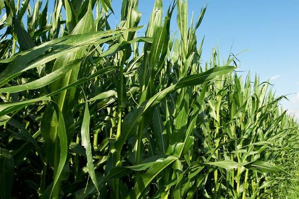 郑单9301玉米种子简介，普通夏玉米品种