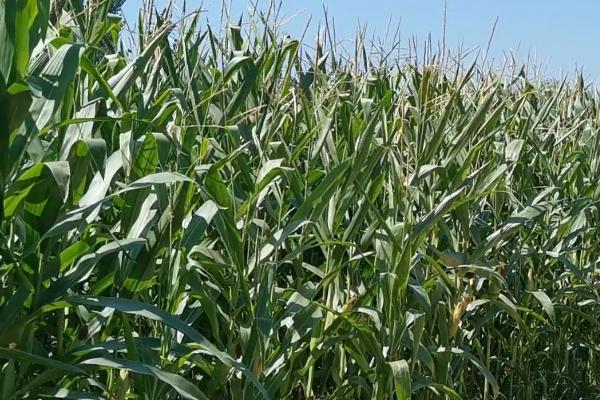 郑单9301玉米种子简介，普通夏玉米品种