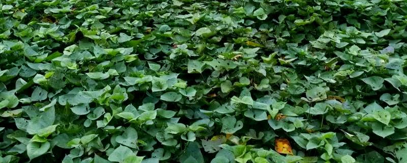 红薯用什么肥料才可以高产，以钾肥为主
