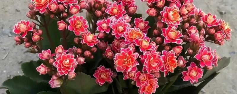 长寿花的种类，常见的有卡罗琳、萨姆巴等