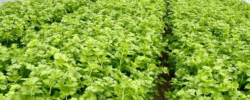 芹菜的亩产量，可以产2000-3000公斤