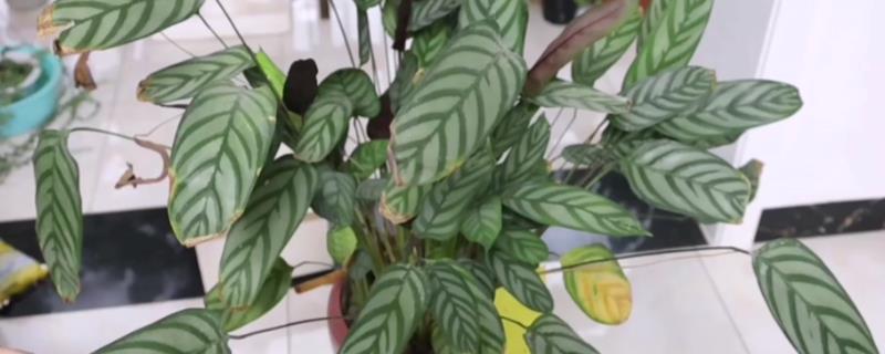 新飞羽竹芋的养殖方法，冬季每隔10-15天浇一次水