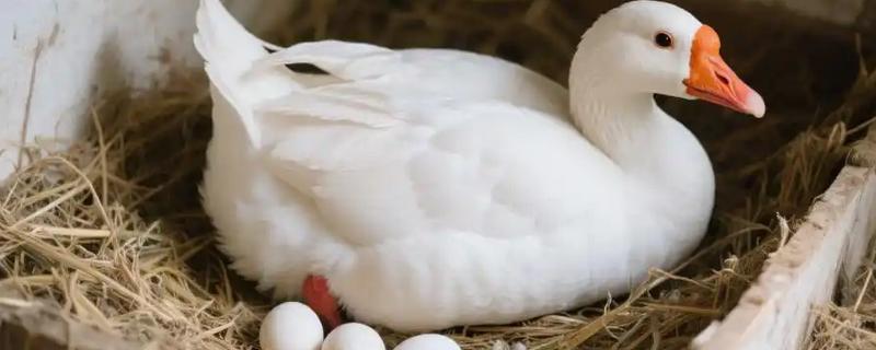 鹅下蛋年限，3年后会被慢慢淘汰