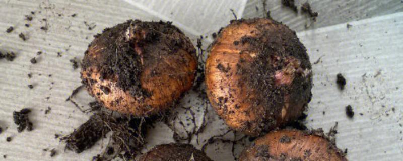 唐菖蒲的养殖数量，花盆较大可以种2-3个