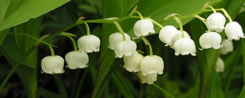 铃兰花适合深盆种植吗，铃兰花适合深盆