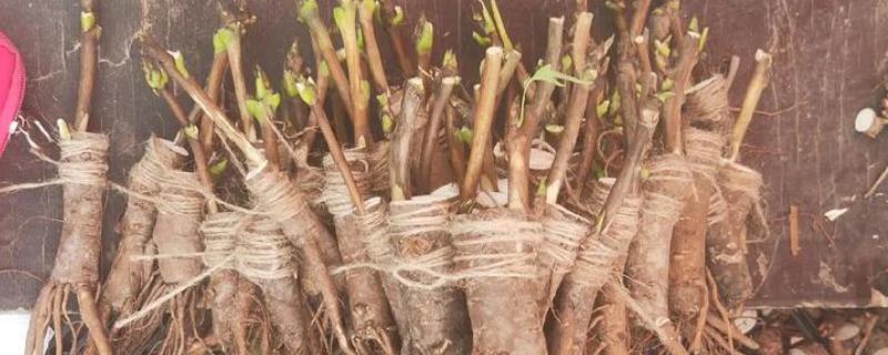 春天怎么嫁接牡丹，在每年春季3-4月份左右进行