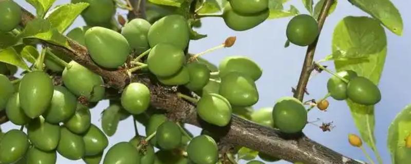 小李子哪个季节成熟，在秋季8-9月成熟