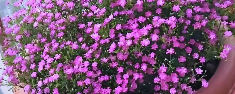 满天星的花语，红色满天星代表热情澎湃