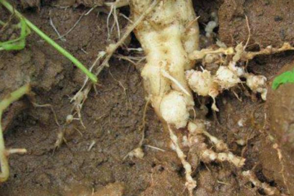 冬瓜叶子发黄的原因,可能是感染灰斑病、施肥过多等因素造成