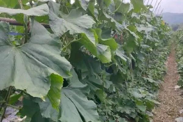 冬瓜叶子发黄的原因,可能是感染灰斑病、施肥过多等因素造成
