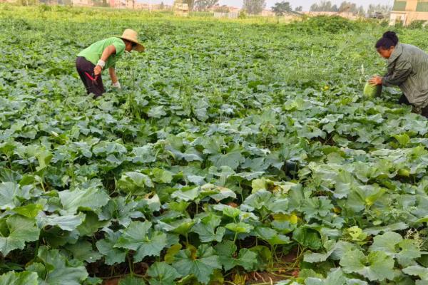 冬瓜叶子发黄的原因,可能是感染灰斑病、施肥过多等因素造成