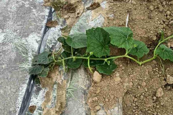 冬瓜叶子发黄的原因,可能是感染灰斑病、施肥过多等因素造成