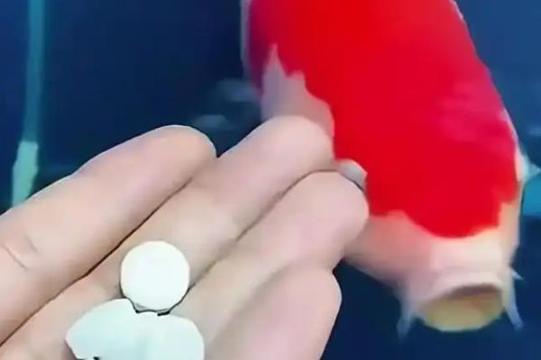 维生素c怎么给鱼使用，可直接投喂