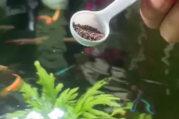 维生素c怎么给鱼使用，可直接投喂