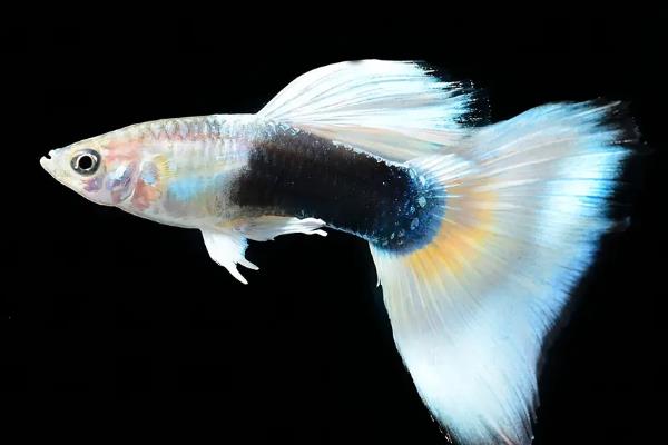 维生素c怎么给鱼使用，可直接投喂