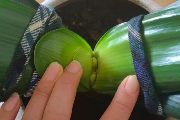 君子兰出箭慢怎么解决，可以使用遮光的方式来促花箭