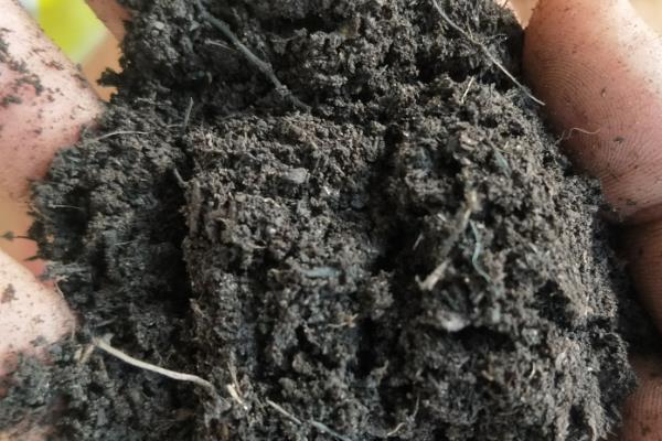 怎样养殖君子兰，夏天可以每天早晚各浇一次