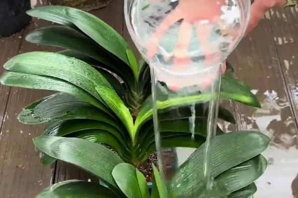 怎样养殖君子兰，夏天可以每天早晚各浇一次