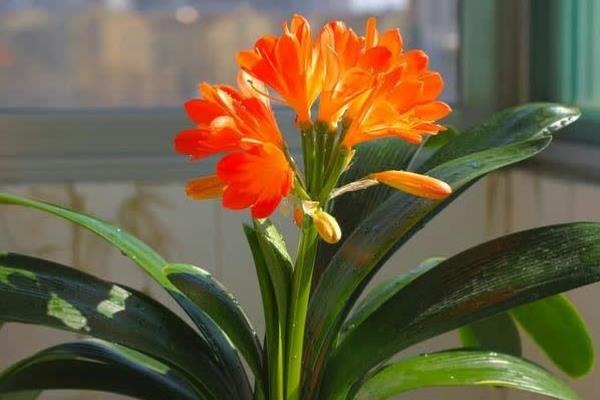 怎样养殖君子兰，夏天可以每天早晚各浇一次