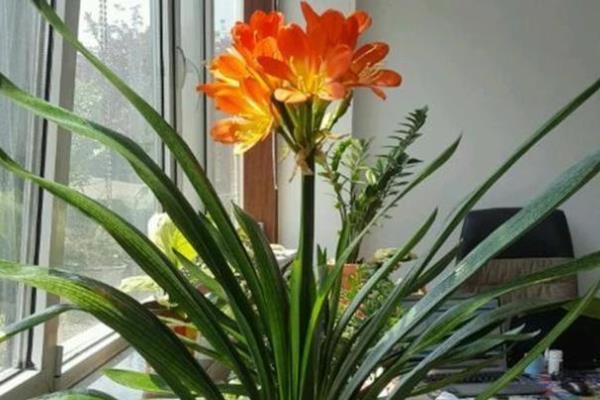 怎样养殖君子兰，夏天可以每天早晚各浇一次