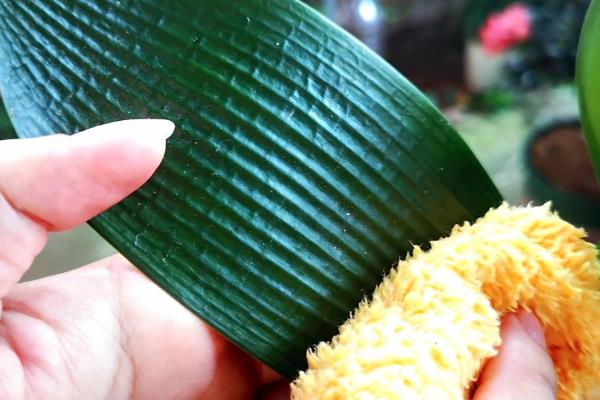 怎样养殖君子兰，夏天可以每天早晚各浇一次