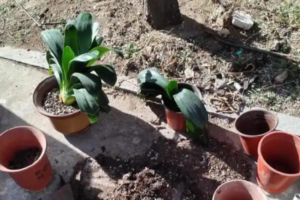 怎样养殖君子兰，夏天可以每天早晚各浇一次