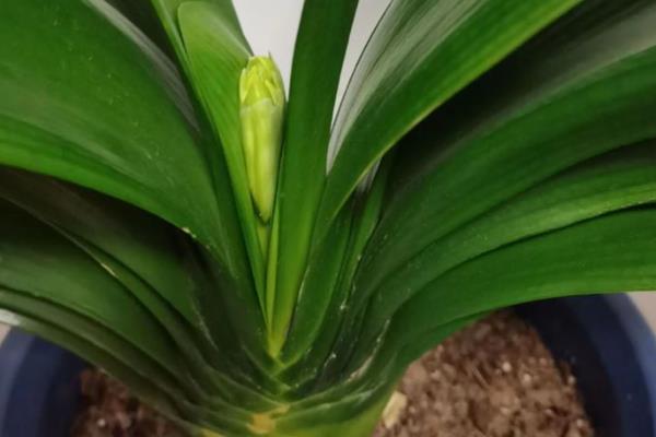 君子兰出箭慢怎么解决，可以使用遮光的方式来促花箭