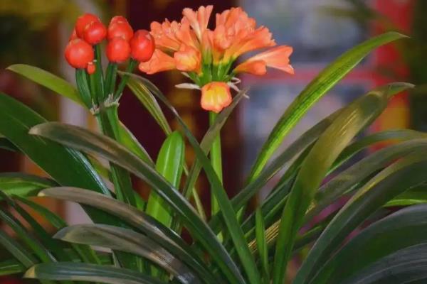 怎样养殖君子兰，夏天可以每天早晚各浇一次