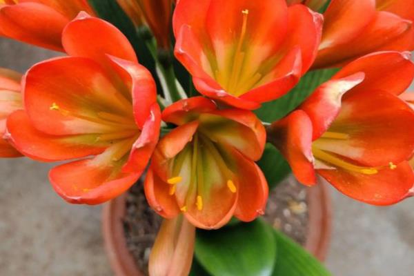 怎样养殖君子兰，夏天可以每天早晚各浇一次