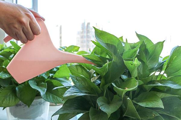 绿萝多久浇水一次，春秋季节每2-3天给1次水