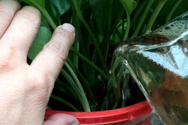 绿萝多久浇水一次，春秋季节每2-3天给1次水