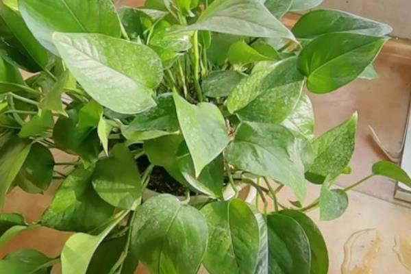 绿萝多久浇水一次，春秋季节每2-3天给1次水