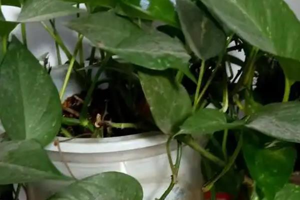 绿萝多久浇水一次，春秋季节每2-3天给1次水