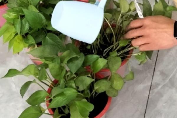 绿萝多久浇水一次，春秋季节每2-3天给1次水