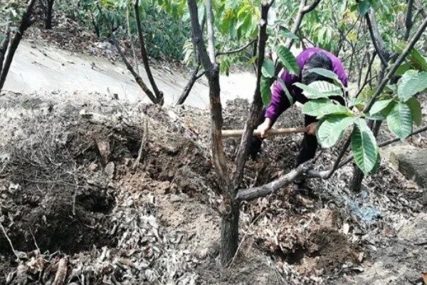 板栗树栗实象鼻虫的形态特征，老熟幼虫头部呈褐色