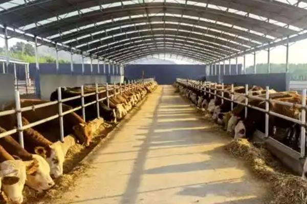 养牛大棚的搭建方法，用水泥和砖头建造外层围墙