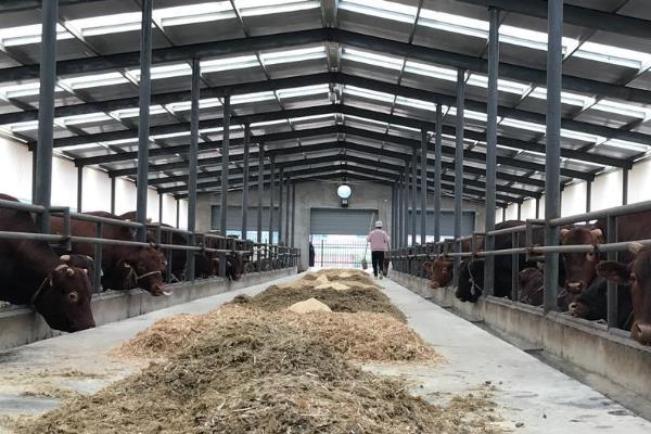 养牛大棚的搭建方法，用水泥和砖头建造外层围墙