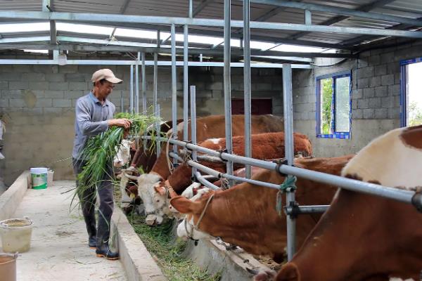 养牛大棚的搭建方法，用水泥和砖头建造外层围墙
