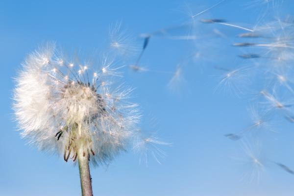 蒲公英在几月开花的，在4-9月份开花