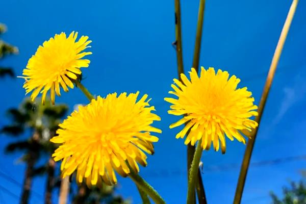 蒲公英在几月开花的，在4-9月份开花