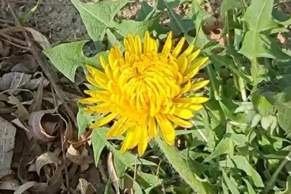 蒲公英在几月开花的，在4-9月份开花