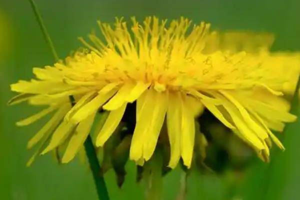 蒲公英在几月开花的，在4-9月份开花